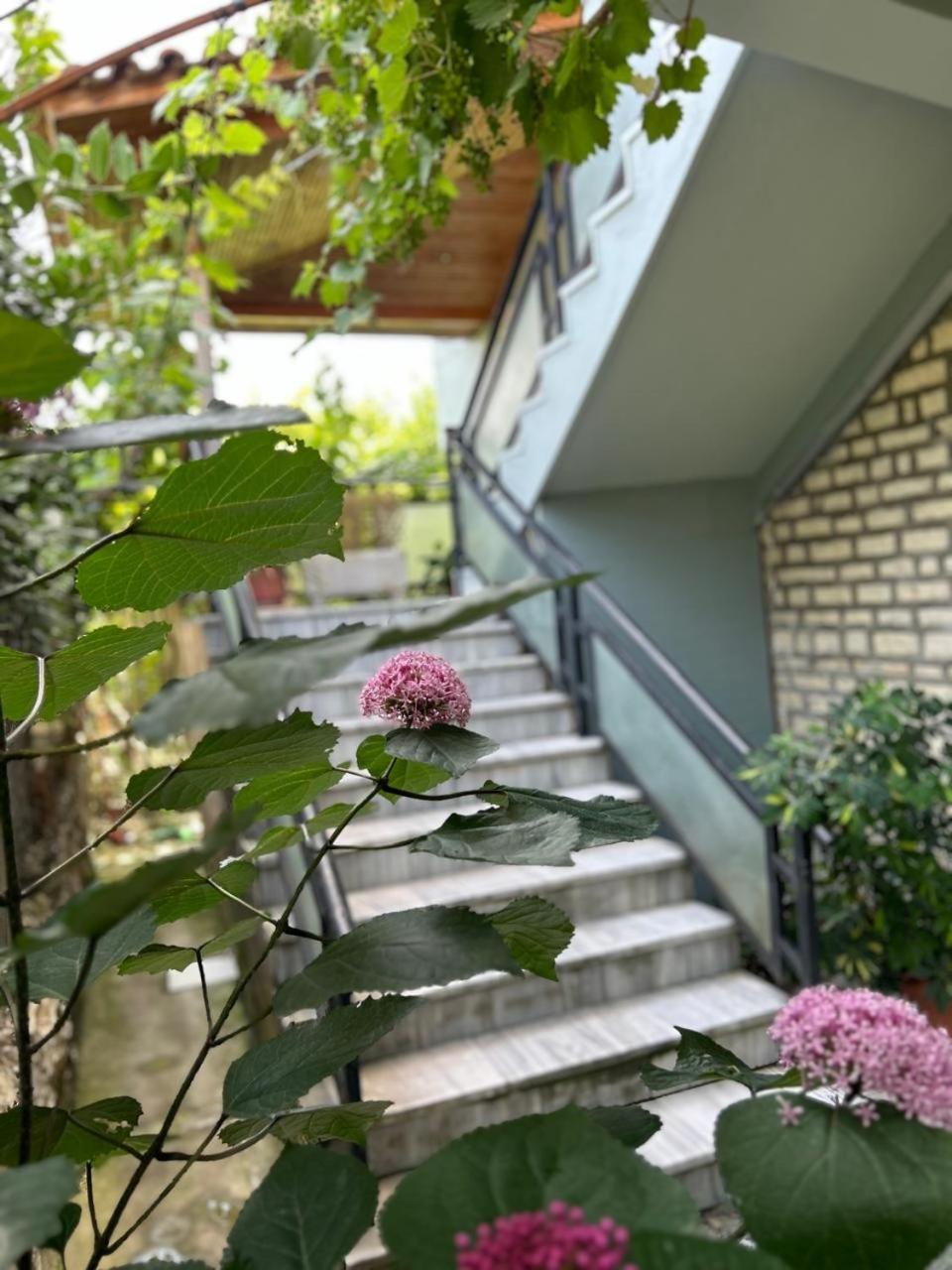 Guesthouse Katerina Berat Exteriör bild